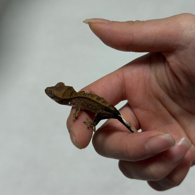 챠콜 다크 블랙