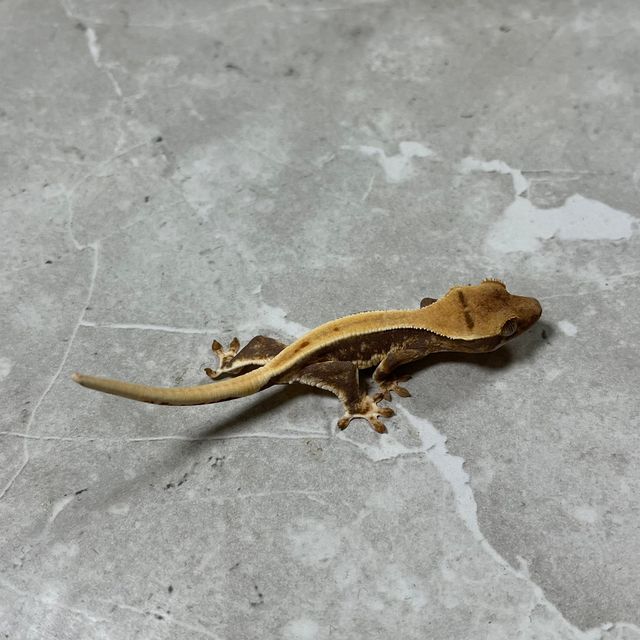 릴리화이트