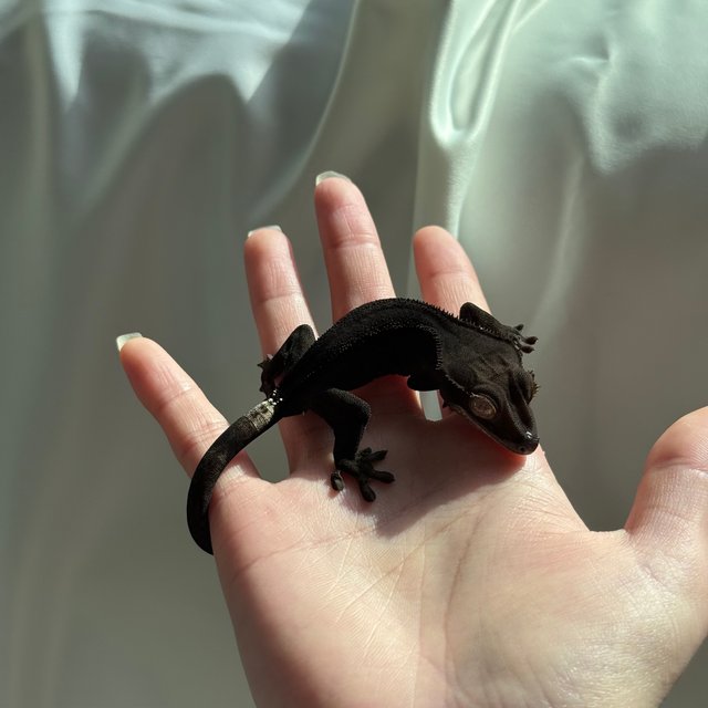 챠콜 패턴리스 다크 블랙