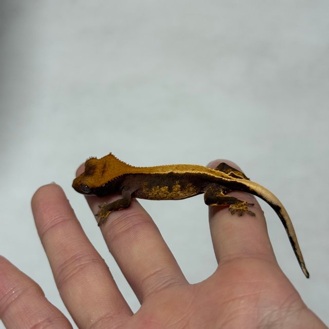 솔리드백 다크 블랙 할리퀸 챠콜