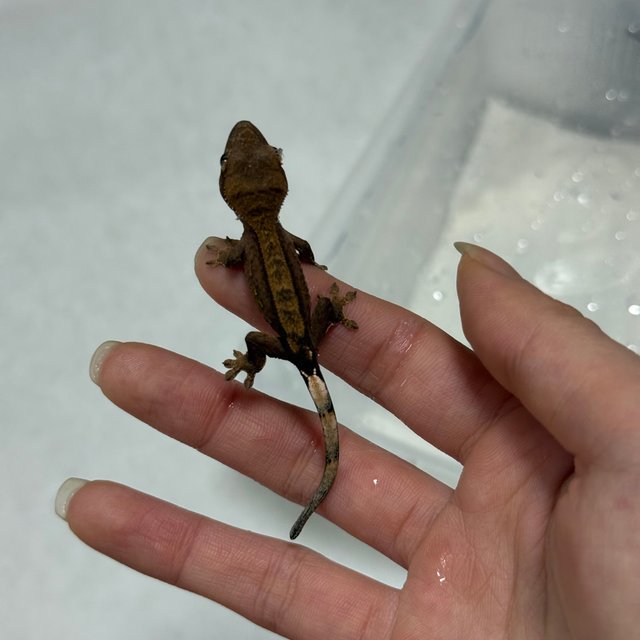 챠콜 다크 블랙