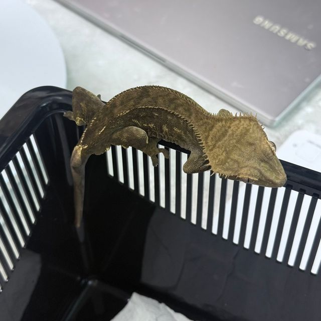 알티 챠콜 다크 블랙