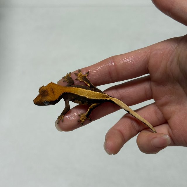 솔리드백 다크 블랙 할리퀸 챠콜