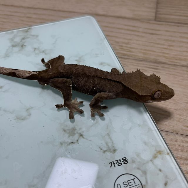 챠콜 다크 벅스킨