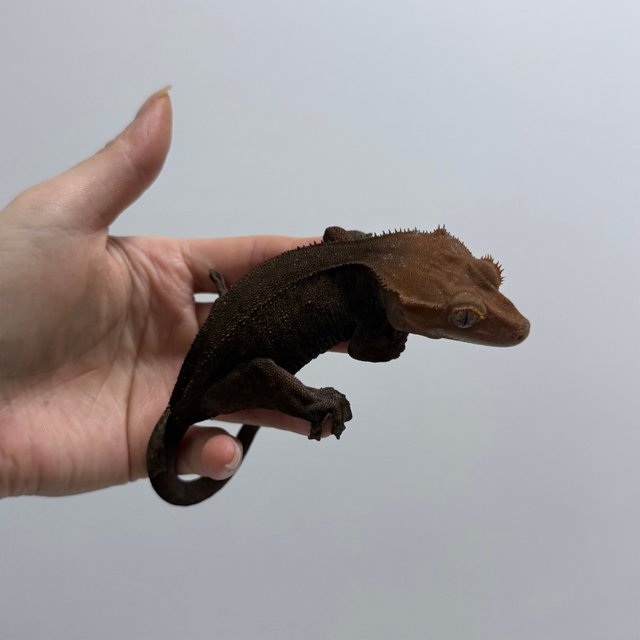 카푸치노 패턴리스 블랙 팬텀