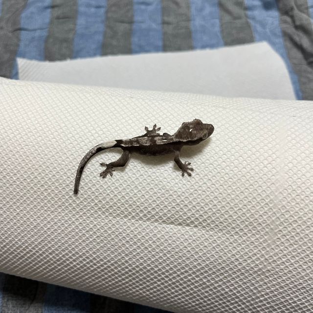 아잔틱