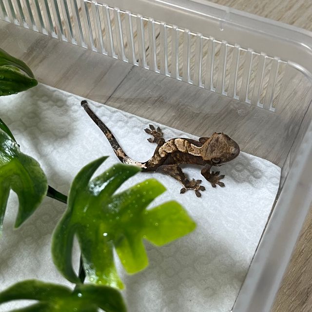 카푸치노