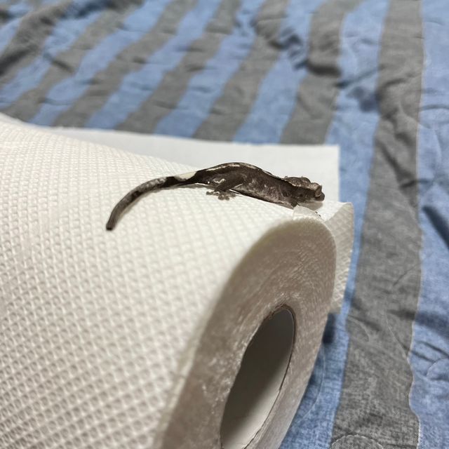 아잔틱