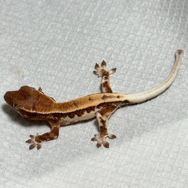 릴리 세이블 화이트크라운 화이트핀