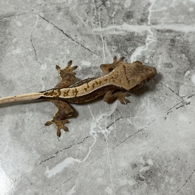 트라이 익스트림할리퀸