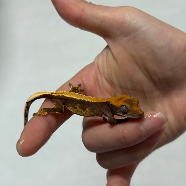 솔리드백 다크 블랙 할리퀸 챠콜