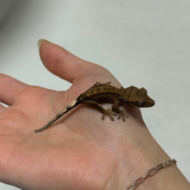 챠콜 다크 블랙