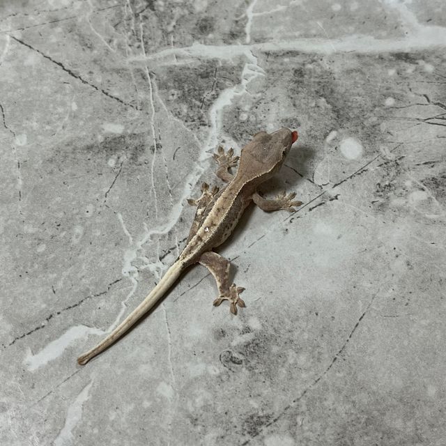 프라푸치노