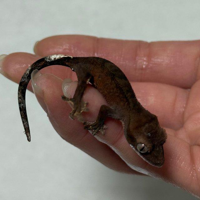 챠콜 카푸치노 다크 블랙