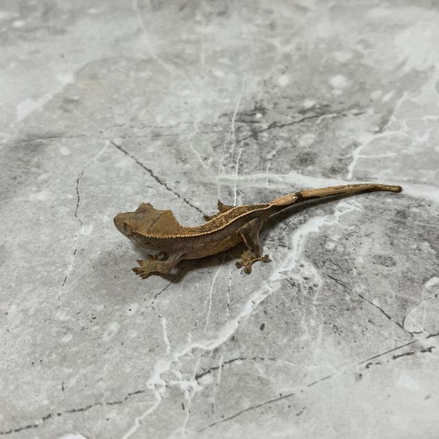 노멀