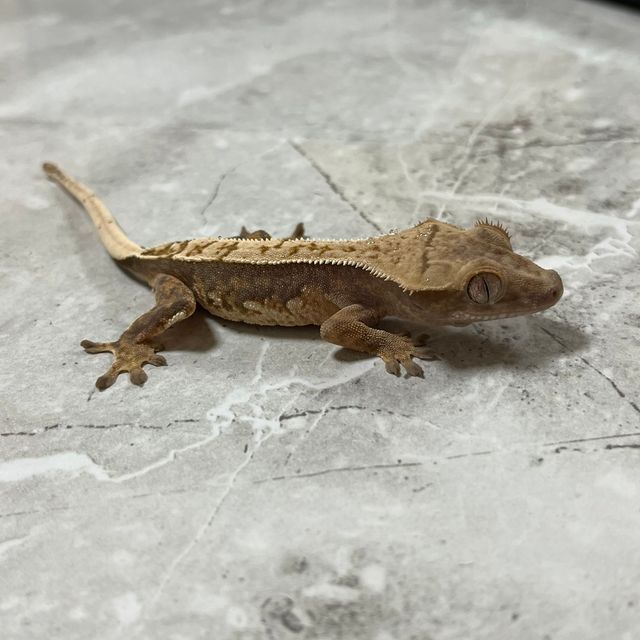 카푸치노