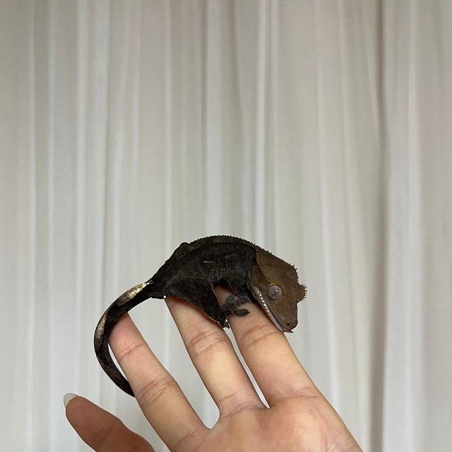 100%헷아잔틱 챠콜