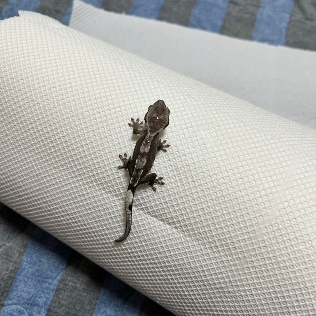 아잔틱