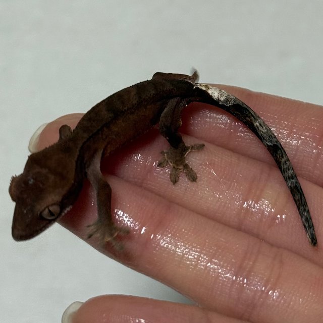 챠콜 카푸치노 다크 블랙