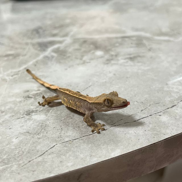 카푸치노