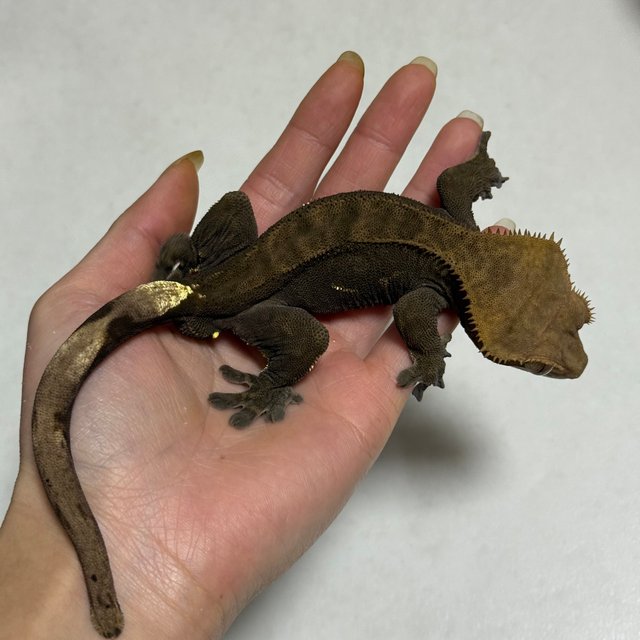 100%헷아잔틱 챠콜