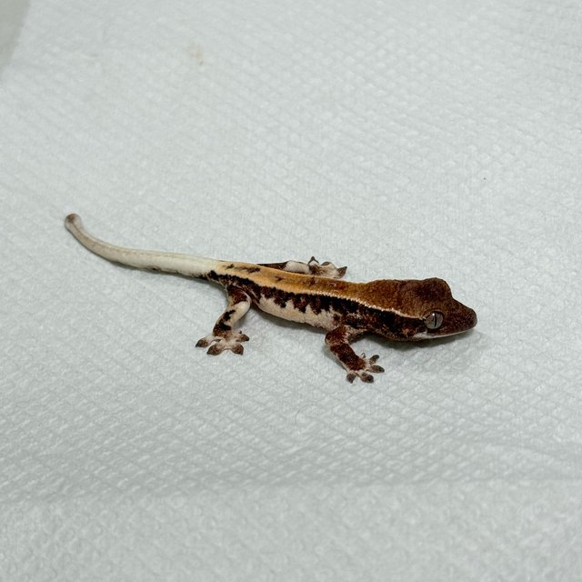 릴리 세이블 화이트크라운 화이트핀