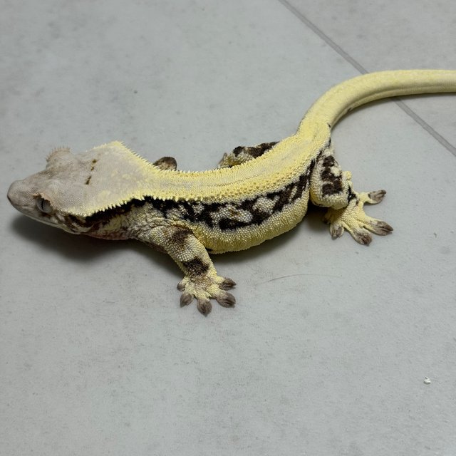 솔리드백 릴리화이트