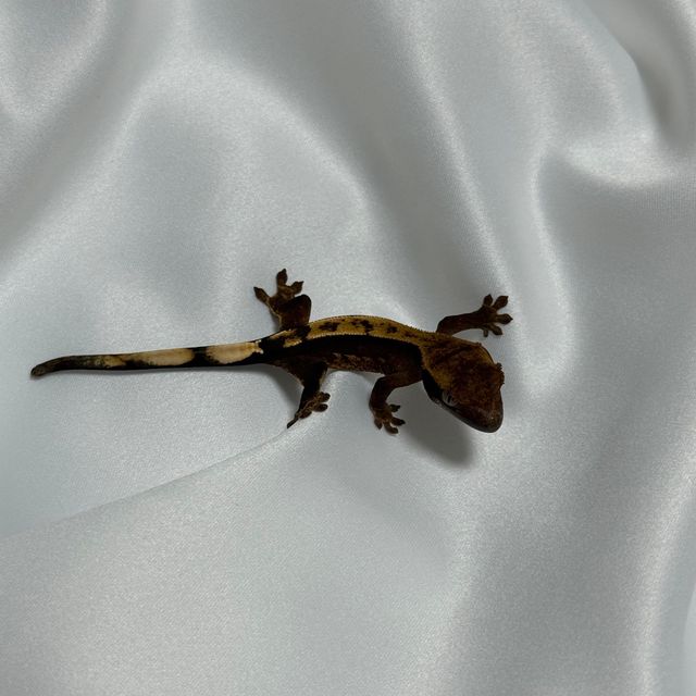 챠콜 할리퀸 블랙 다크