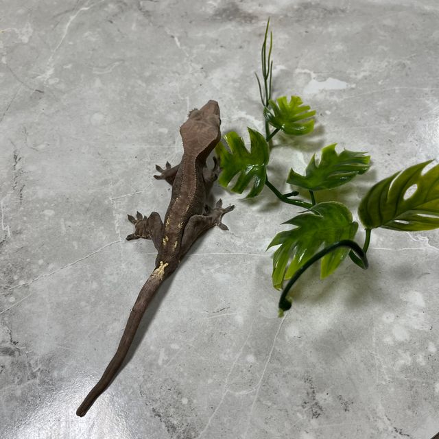 카푸치노