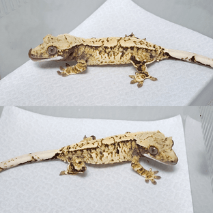 노멀 트라이 익스트림할리퀸 화이트스팟 화이트핀 핀스트라이프