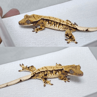 노멀 트라이 익스트림할리퀸 화이트스팟 화이트핀 핀스트라이프