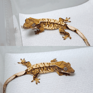 노멀 트라이 익스트림할리퀸 화이트스팟 화이트핀 텐저린