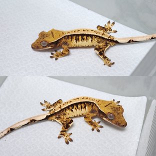 노멀 트라이 풀핀 핀스트라이프 익스트림할리퀸