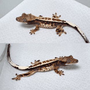 노멀 카푸치노 화이트핀 핀스트라이프 풀핀 화이트스팟