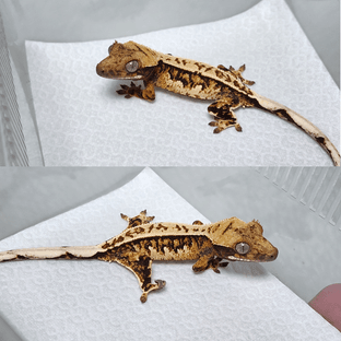 트라이 텐저린 화이트스팟 핀스트라이프 풀핀 화이트핀