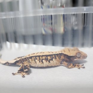 트라이 화이트스팟 핀스트라이프 풀핀 화이트핀