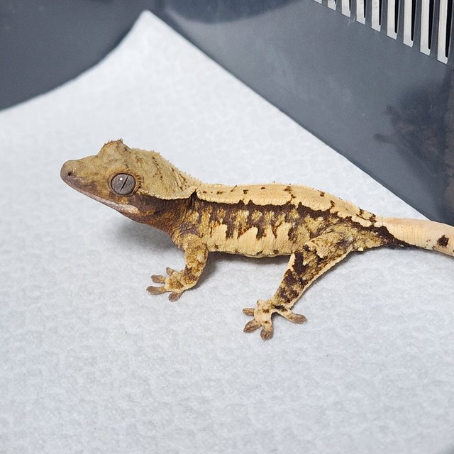 노멀 트라이 쿼드 풀핀 핀스트라이프 화이트스팟