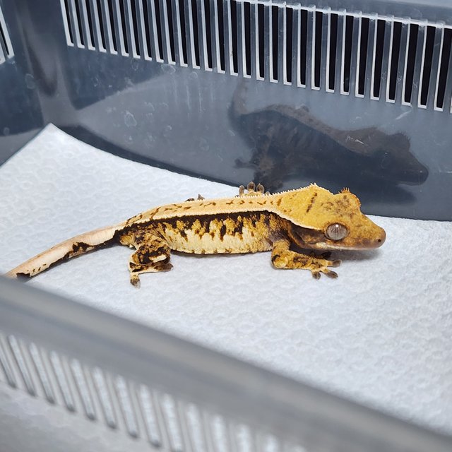 노멀 트라이 풀핀 핀스트라이프 익스트림할리퀸