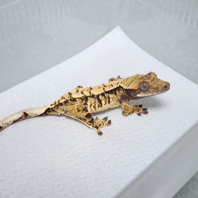 노멀 트라이 익스트림할리퀸 화이트스팟 화이트핀