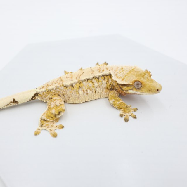 노멀 트라이 드리피 화이트스팟 익스트림할리퀸 텐저린