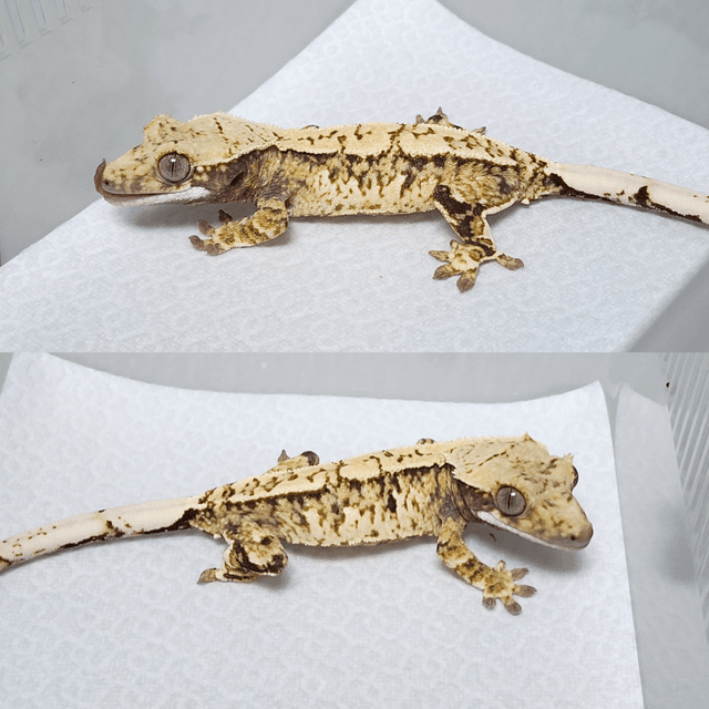 노멀 트라이 익스트림할리퀸 화이트스팟 화이트핀 핀스트라이프