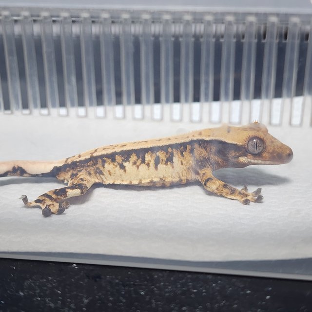 노멀 트라이 풀핀 핀스트라이프 익스트림할리퀸