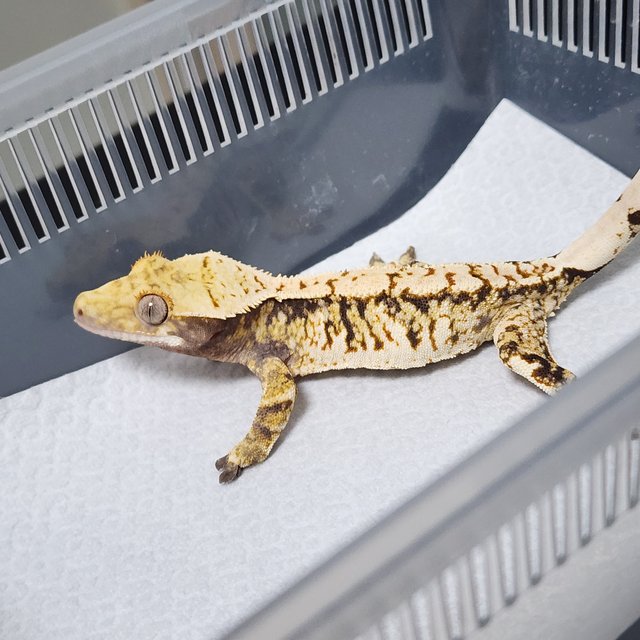 노멀 트라이 핀스트라이프 화이트핀 익스트림할리퀸 화이트스팟