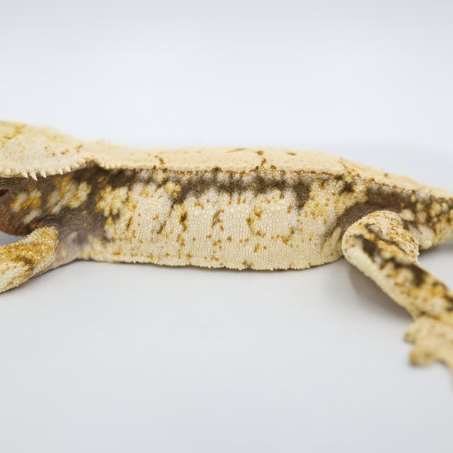 노멀 트라이 드리피 쿼드 핀스트라이프 화이트스팟