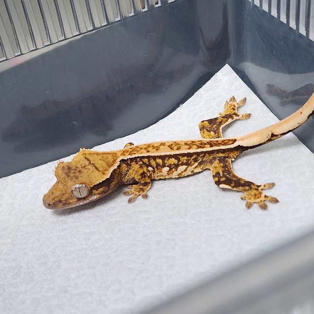 노멀 트라이 쿼드 풀핀 핀스트라이프 텐저린