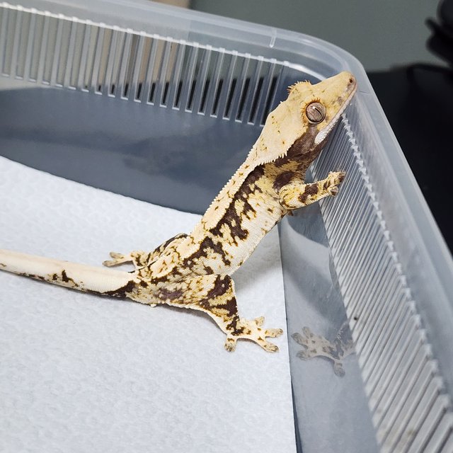 노멀 트라이 화이트크라운 화이트스팟 익스트림할리퀸 화이트핀