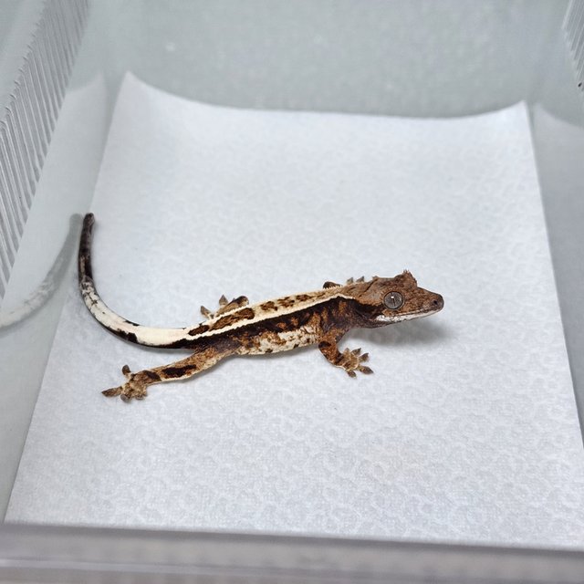 노멀 카푸치노 화이트핀 핀스트라이프 풀핀 화이트스팟