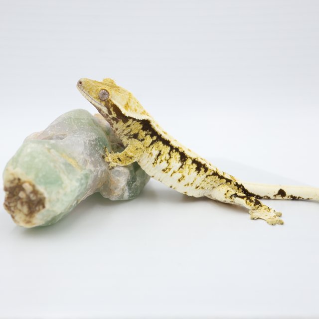 노멀 트라이 익스트림할리퀸 화이트스팟 화이트