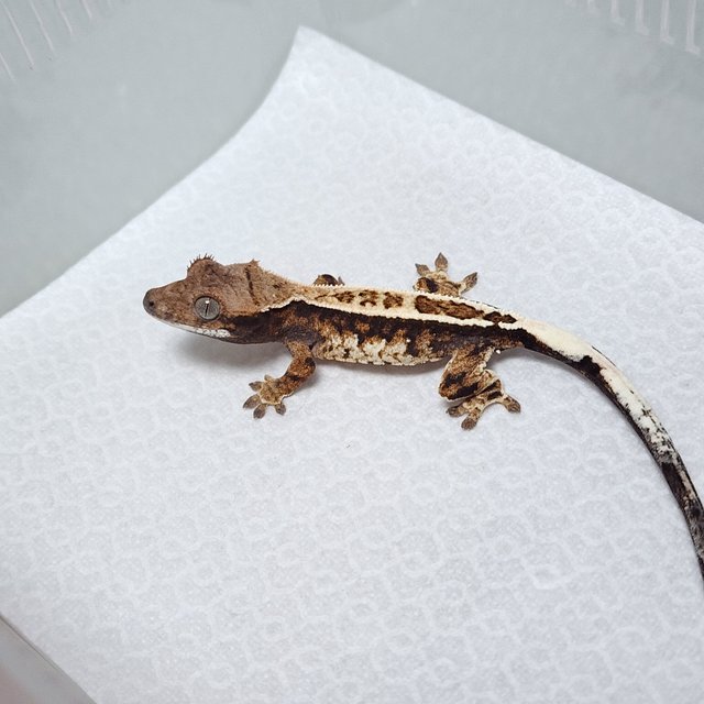 노멀 카푸치노 화이트핀 핀스트라이프 풀핀 화이트스팟