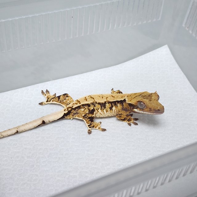 노멀 트라이 익스트림할리퀸 화이트스팟 화이트핀 핀스트라이프